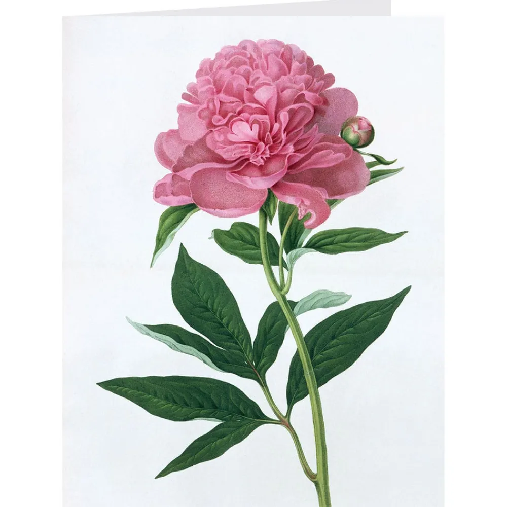 Botanical Illustrations Notecards*The Met Store Sale